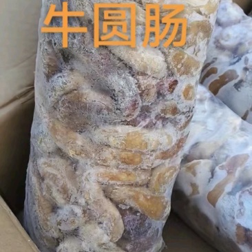 牛圆肠