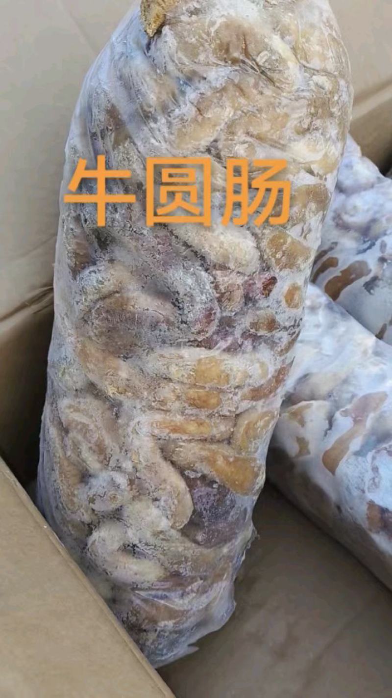 牛圆肠