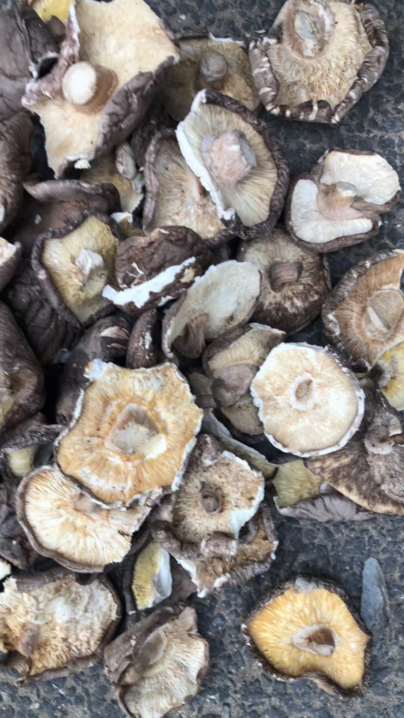 干香菇片金黄色干度好无杂质，量大优惠，欢迎合作