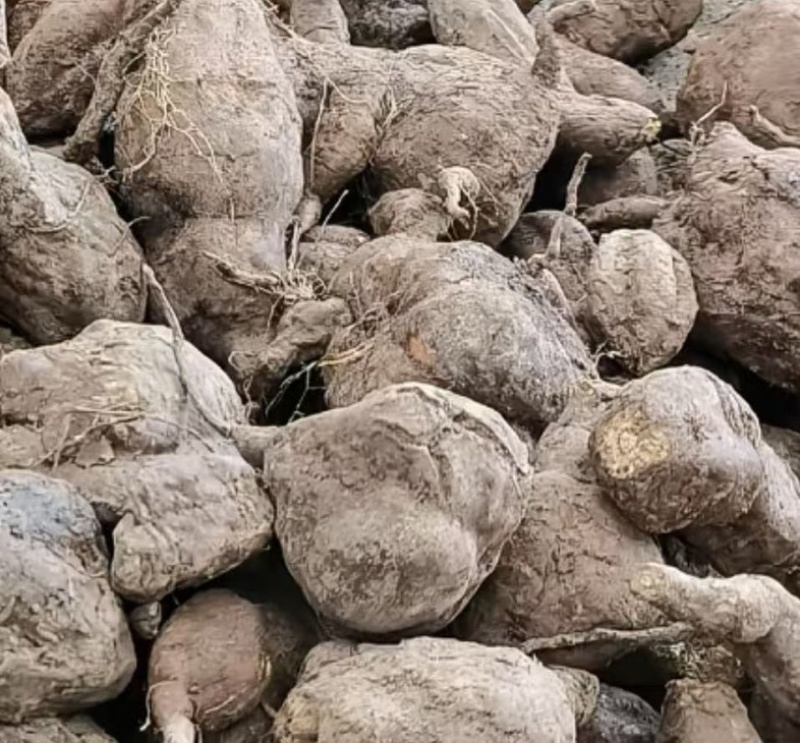 源头何首乌批发，薄利走量，稳赚不亏！