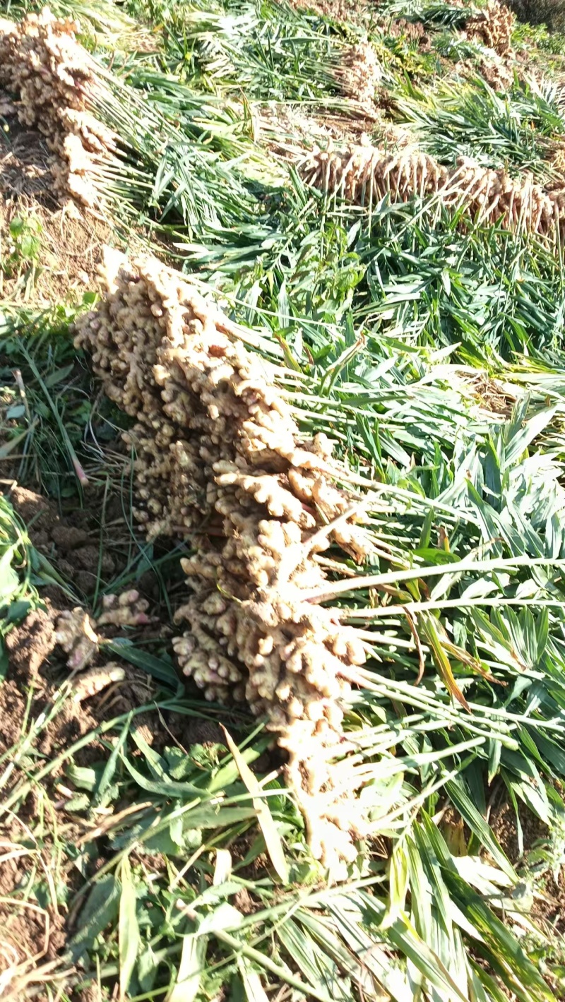 【热卖】贵州二黄姜鲜姜洪芽姜大量上市，产地直发欢迎电联
