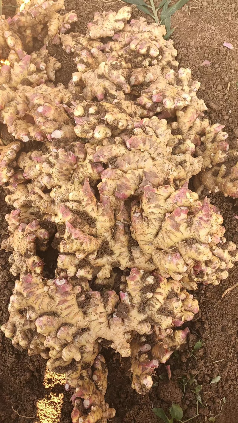 【热卖】贵州二黄姜鲜姜洪芽姜大量上市，产地直发欢迎电联