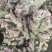 【热卖】贵州二黄姜鲜姜洪芽姜大量上市，产地直发欢迎电联