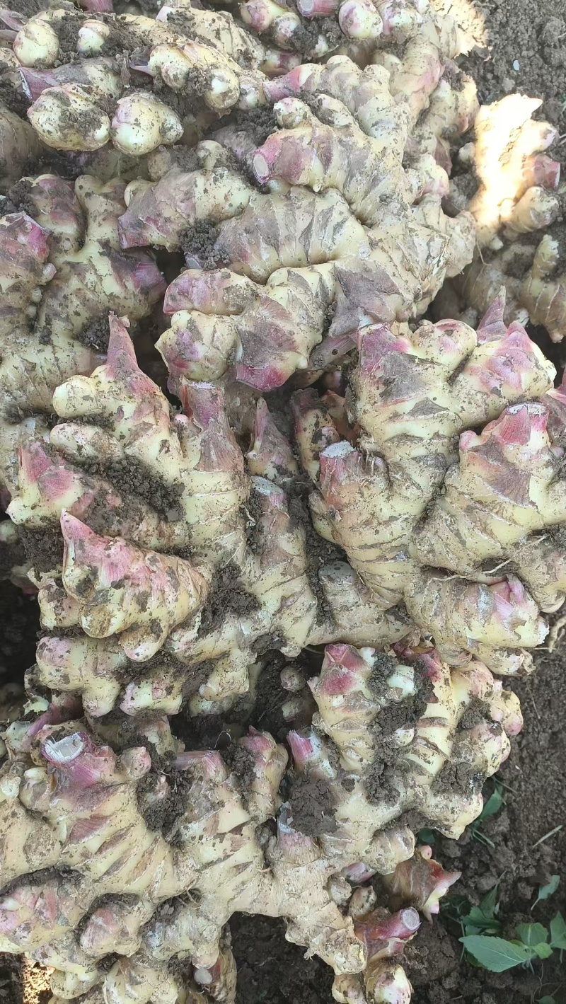 【热卖】贵州二黄姜鲜姜洪芽姜大量上市，产地直发欢迎电联