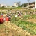 【热卖】贵州二黄姜鲜姜洪芽姜大量上市，产地直发欢迎电联