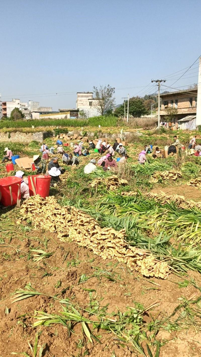 【热卖】贵州二黄姜鲜姜洪芽姜大量上市，产地直发欢迎电联