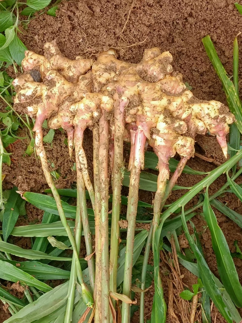 【热卖】贵州二黄姜鲜姜洪芽姜大量上市，产地直发欢迎电联