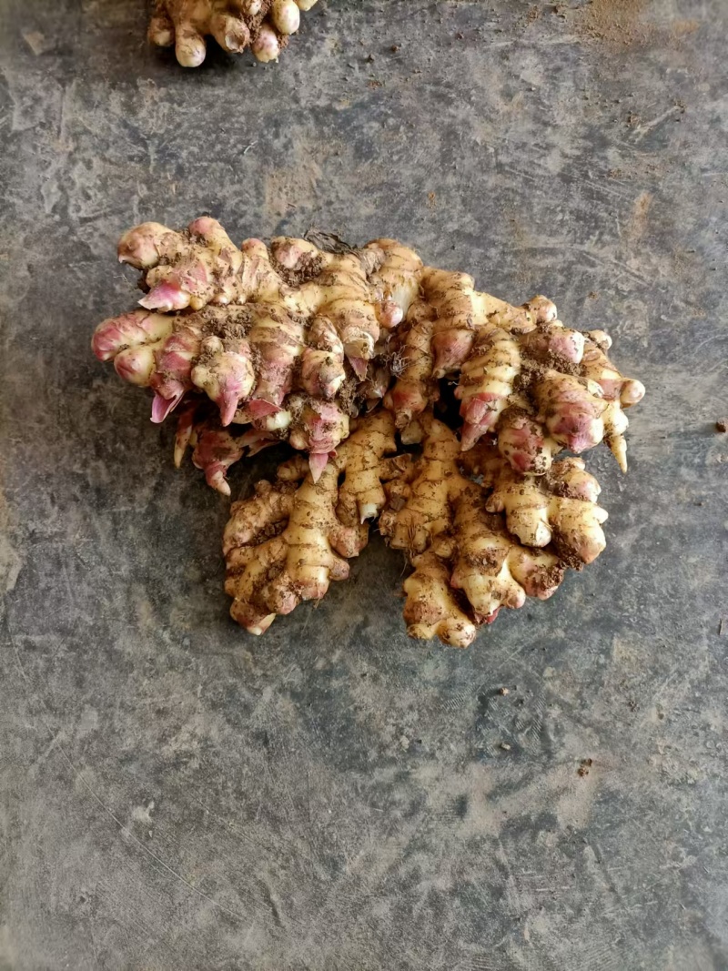 【热卖】贵州二黄姜鲜姜洪芽姜大量上市，产地直发欢迎电联
