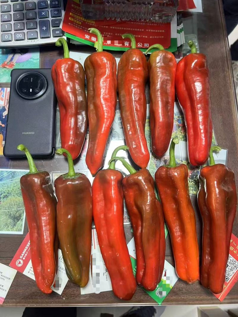 大家族无名二号红果牛角椒种子肉厚大果抗病顺直不裂果红辣椒