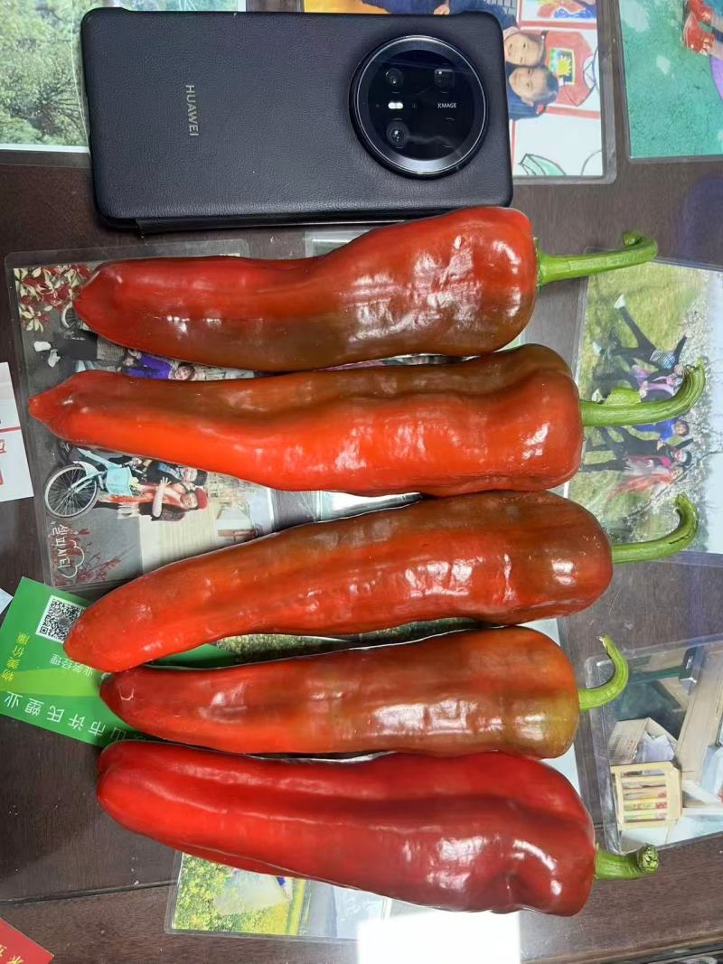 大家族无名二号红果牛角椒种子肉厚大果抗病顺直不裂果红辣椒
