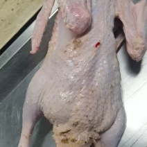 番鸭