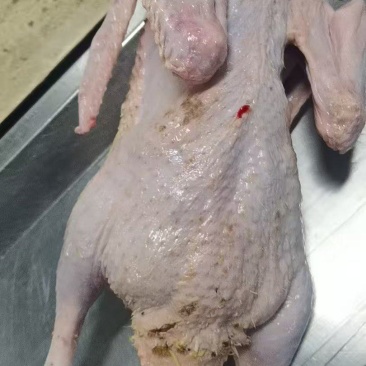 番鸭