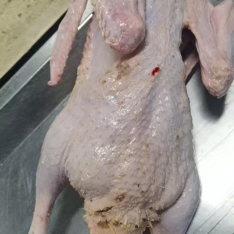 番鸭