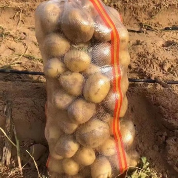 精品黄心土豆大量接单产地直发量大从优欢迎来电