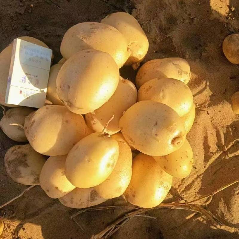 精品黄心土豆大量接单产地直发量大从优欢迎来电