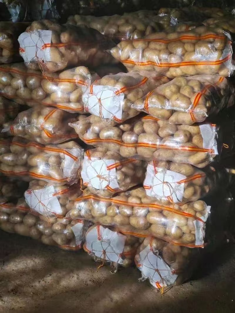 精品黄心土豆大量接单产地直发量大从优欢迎来电