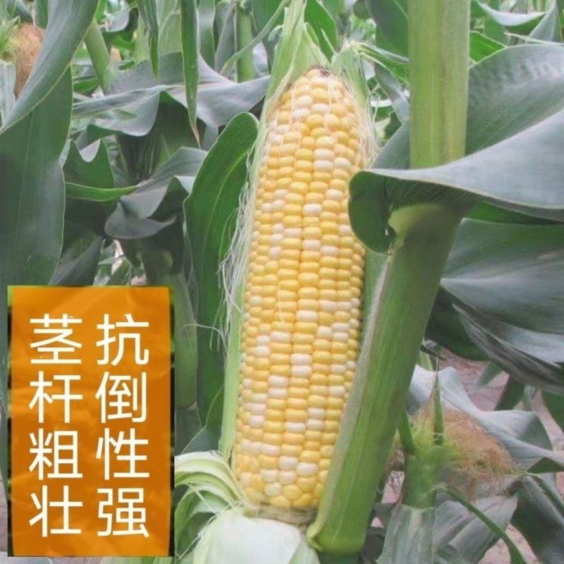 泰甜金银粟泰国玉米种水果玉米种籽高产大棒甜糯玉米种子