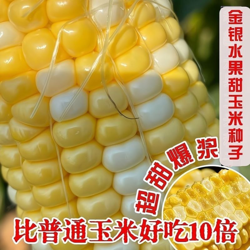 泰甜金银粟泰国玉米种水果玉米种籽高产大棒甜糯玉米种子
