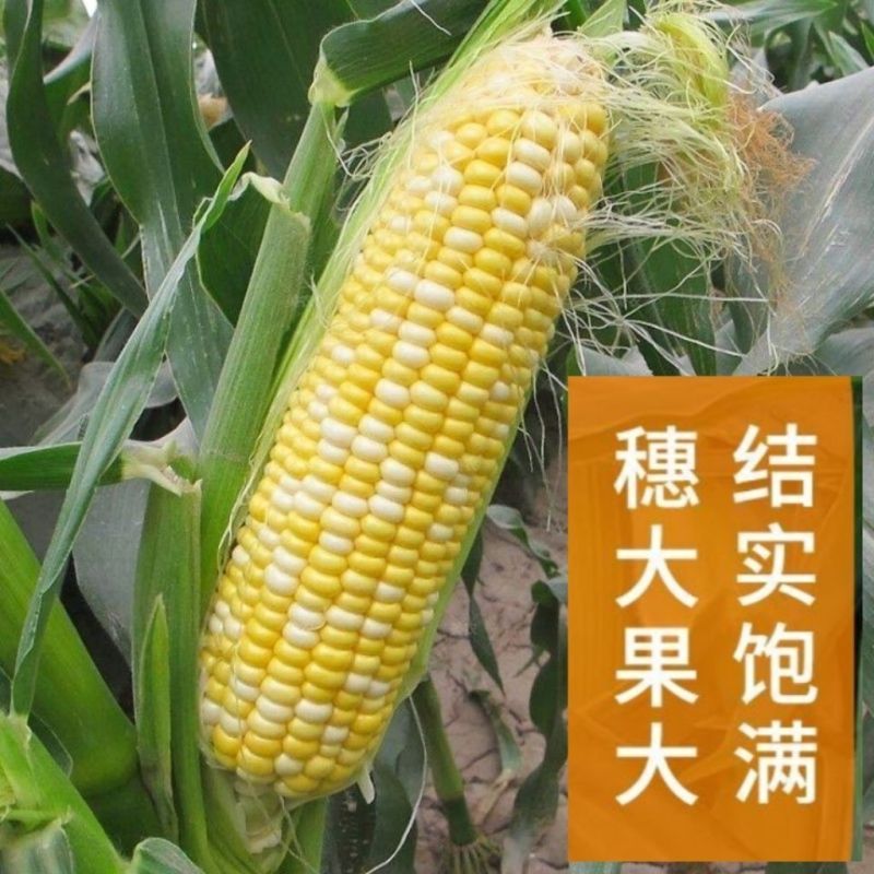 泰甜金银粟泰国玉米种水果玉米种籽高产大棒甜糯玉米种子