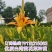 早熟台湾黄花菜种苗台东6号包邮，黄花菜优质种苗