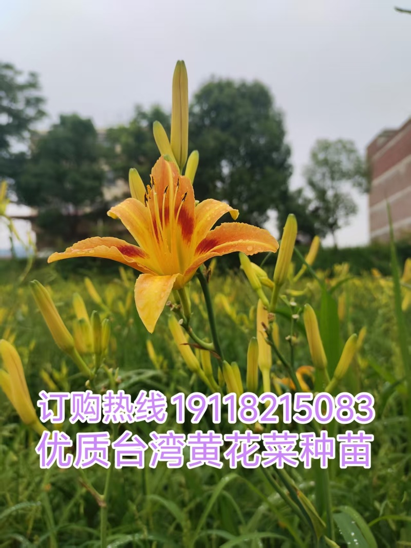 早熟台湾黄花菜种苗台东6号包邮，黄花菜优质种苗