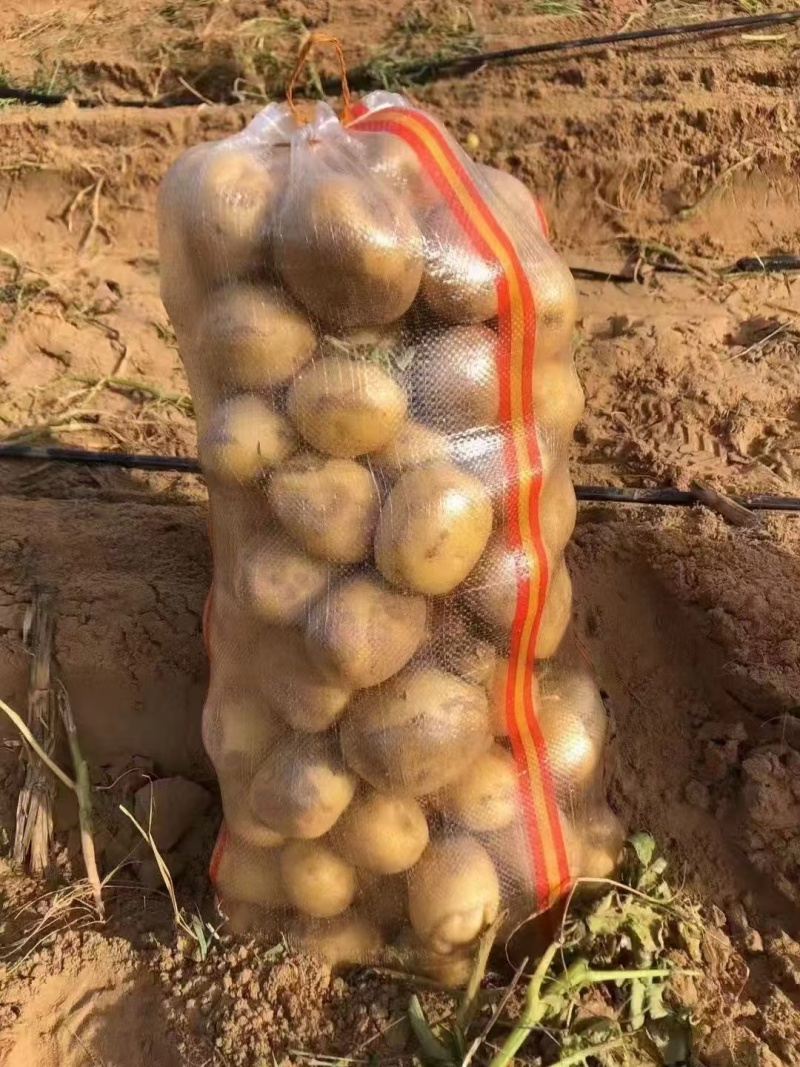 精品黄心土豆大量接单产地直发量大从优欢迎来电