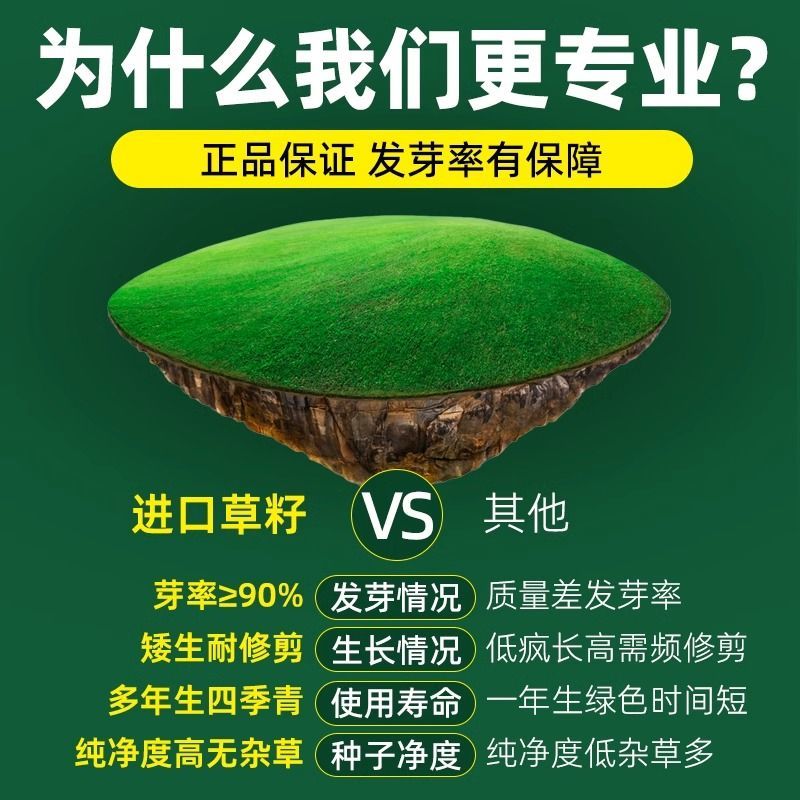 四季青草种子进口品质矮生翠绿柔软耐践踏全国发货
