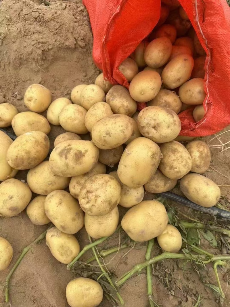 土豆V7土豆，大量接单产地直发量大从优欢迎来电
