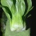 移栽大青菜