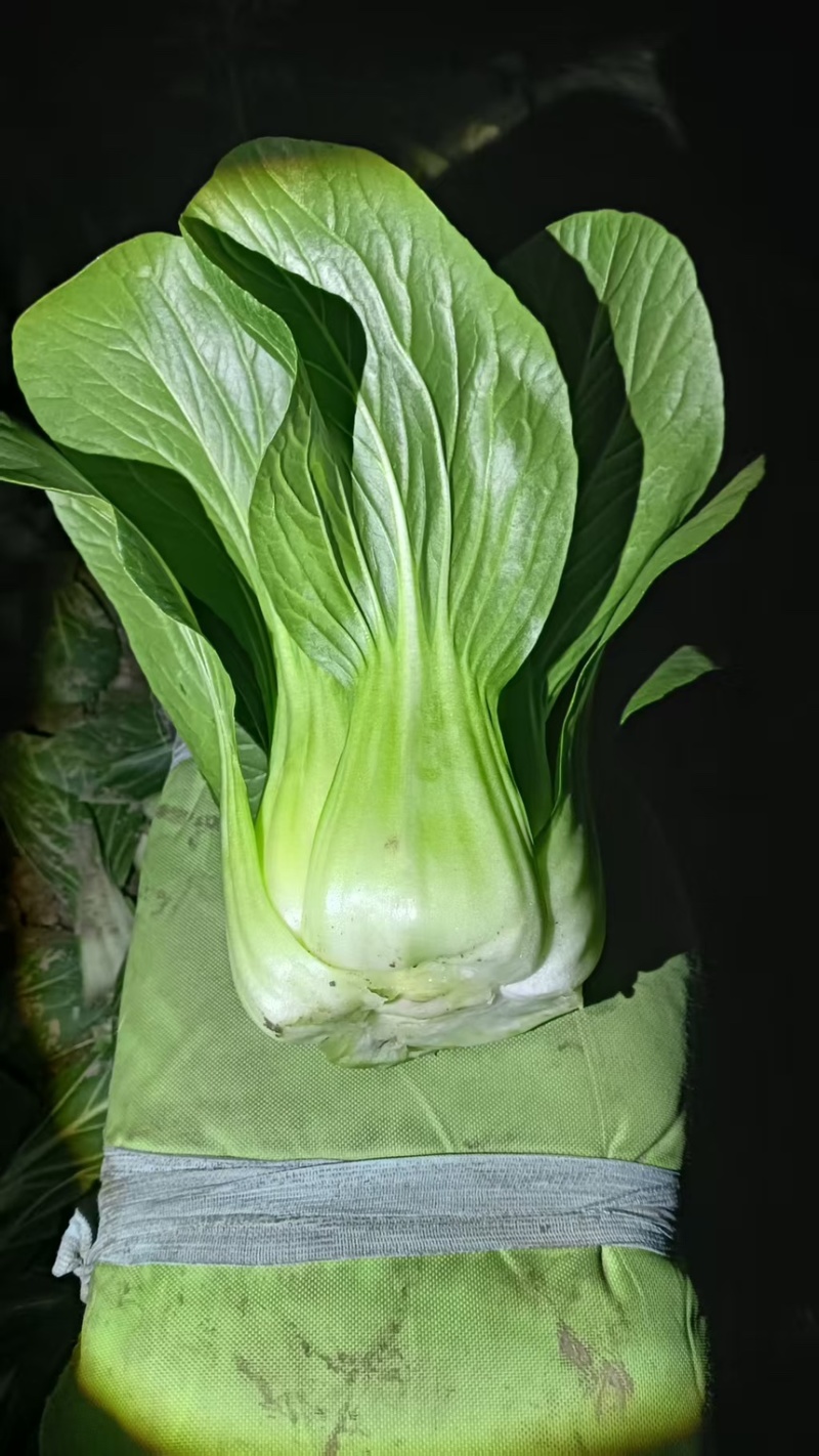 移栽大青菜