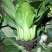 移栽大青菜