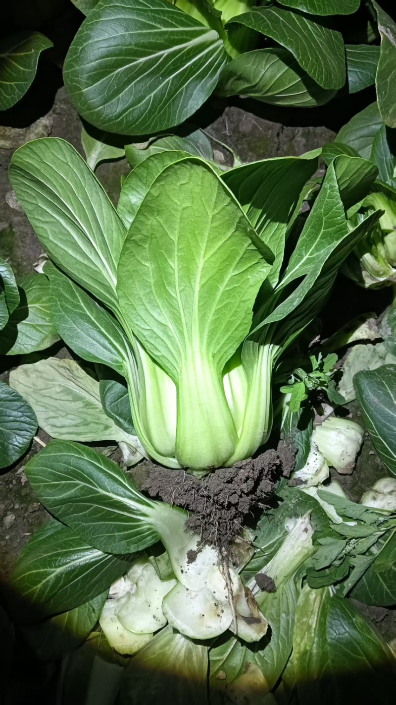 移栽大青菜