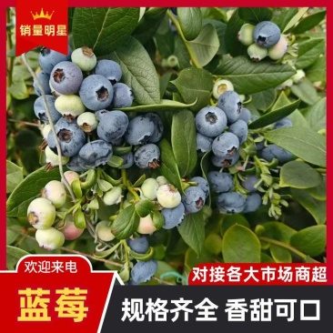 山东产地直供新鲜蓝莓大果批发果园直发