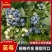 山东产地直供新鲜蓝莓大果批发果园直发