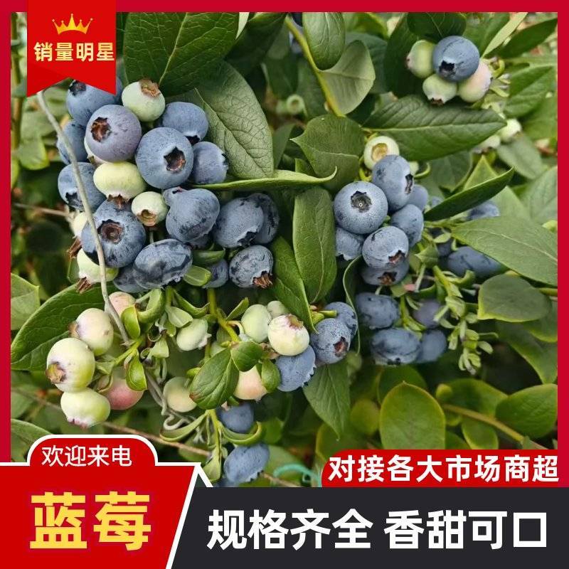 山东产地直供新鲜蓝莓大果批发果园直发