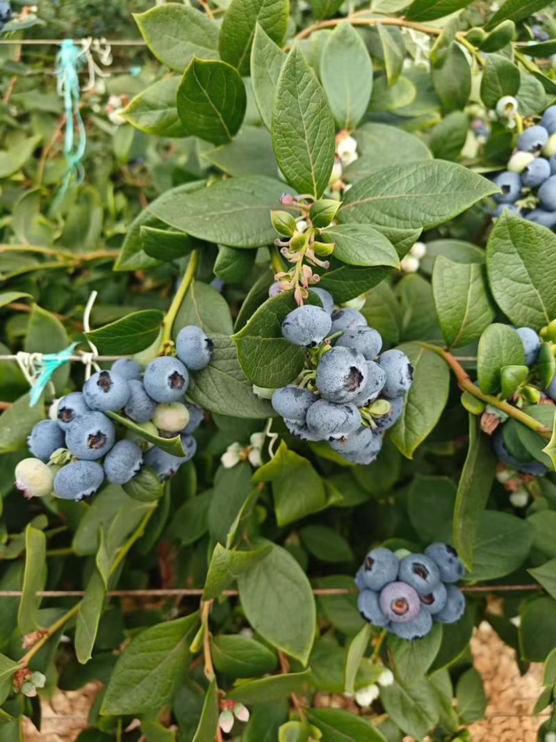 新鲜蓝莓基地直供每日稳定货源大果精选批发