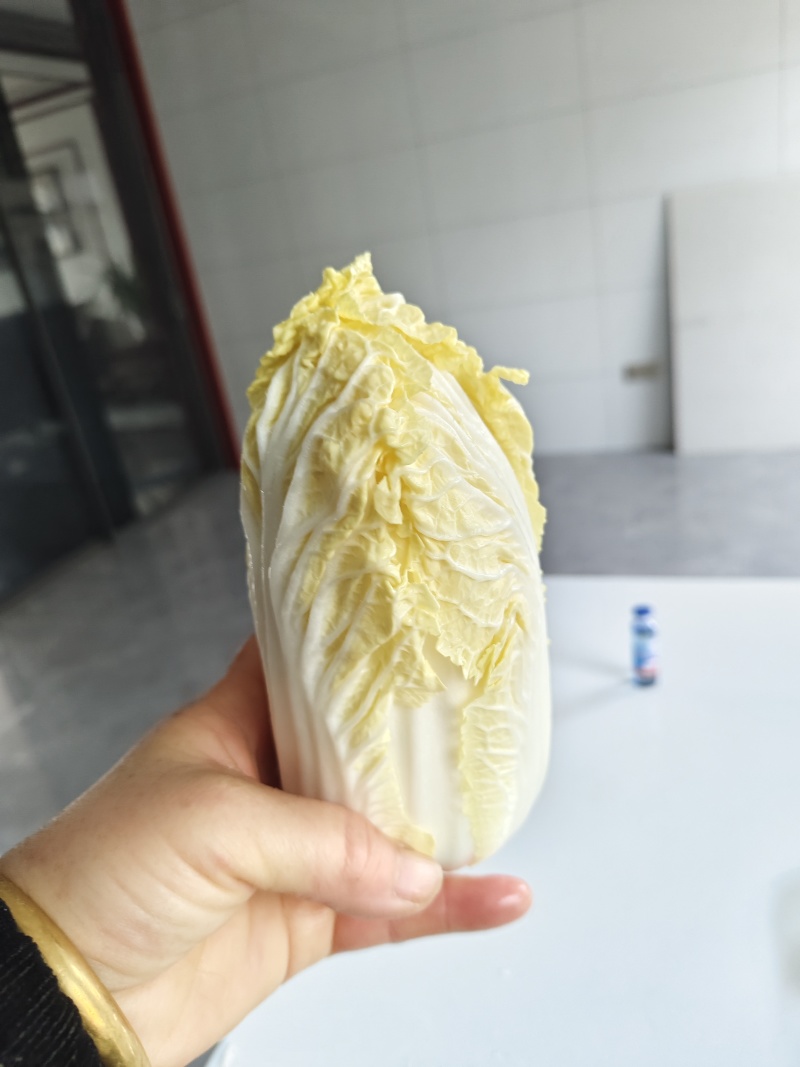 大娃娃菜
