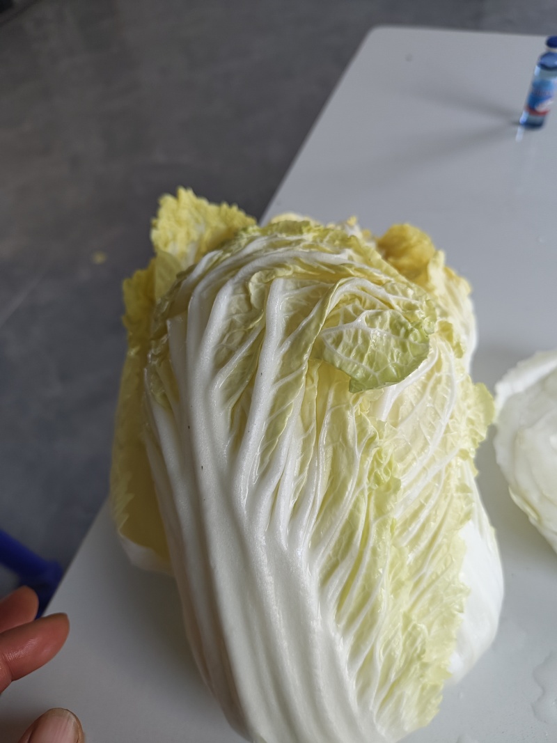 大娃娃菜