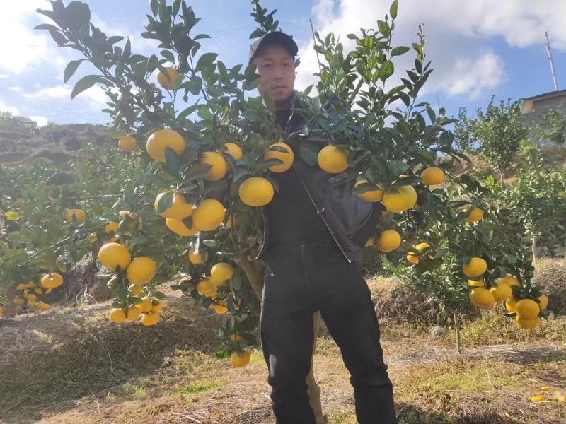 甜橘柚自家种植