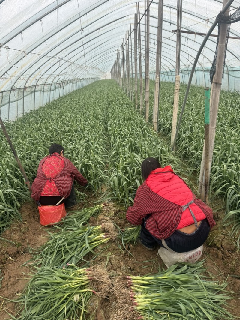 淮阳区优质大棚红根蒜苗，基地直发、货源充足好货