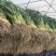 淮阳区优质大棚红根蒜苗，基地直发、货源充足好货