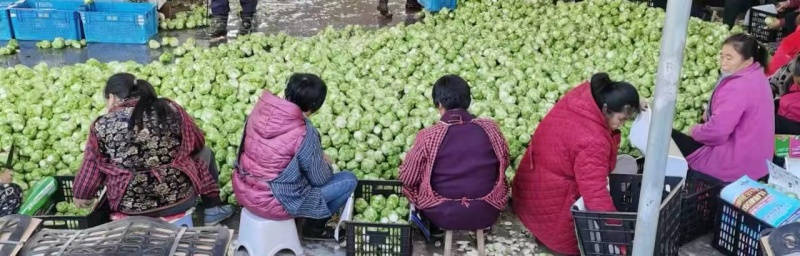 榨菜头冬季大量供应