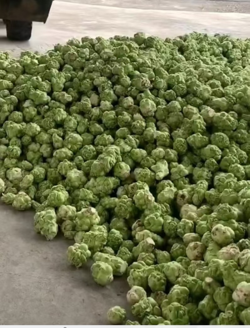 榨菜头冬季大量供应