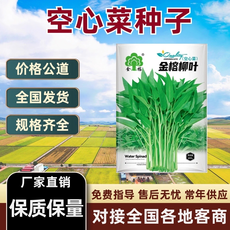 【热卖】柳叶骨叶三叉空心菜种子500克欢迎电联