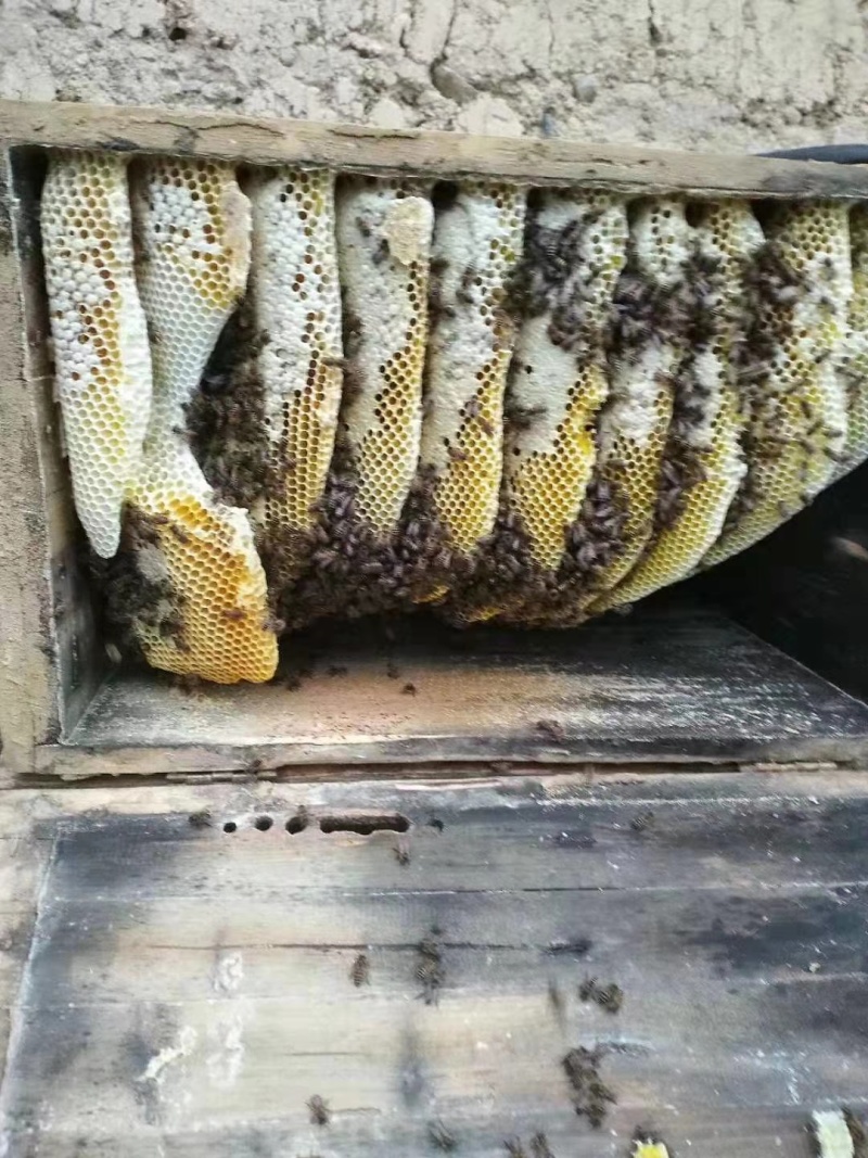 正宗野生土蜂蜜