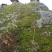 正宗野生土蜂蜜