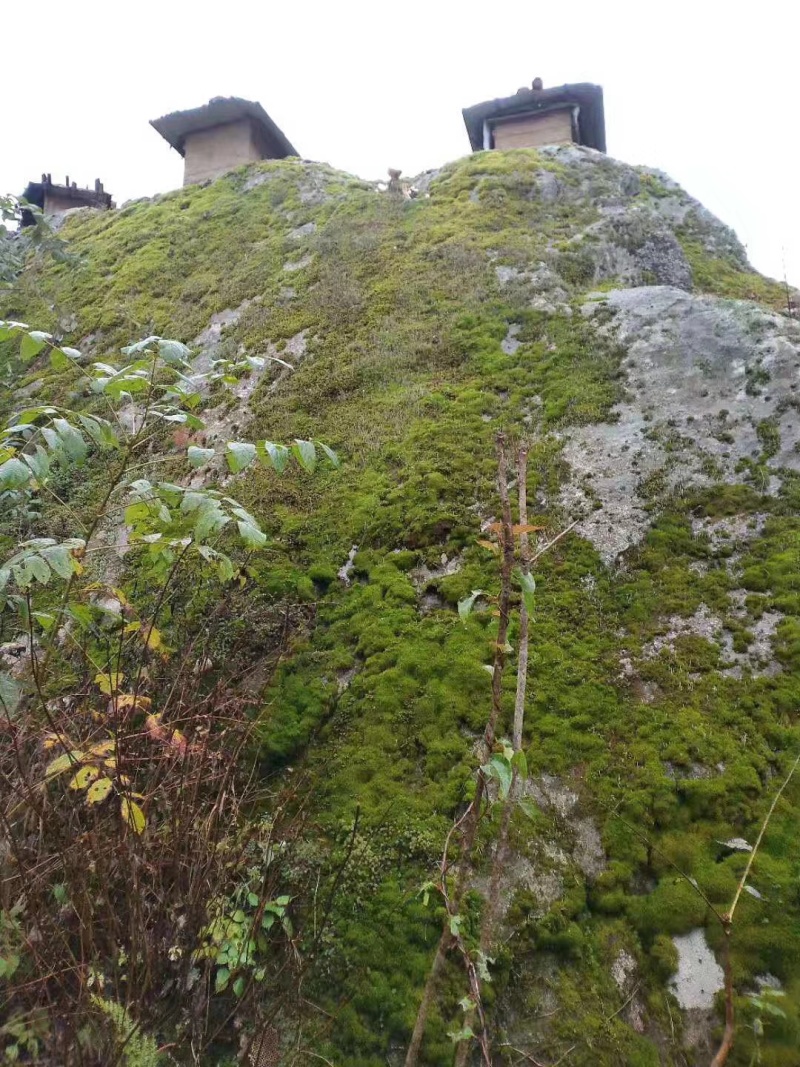 正宗野生土蜂蜜