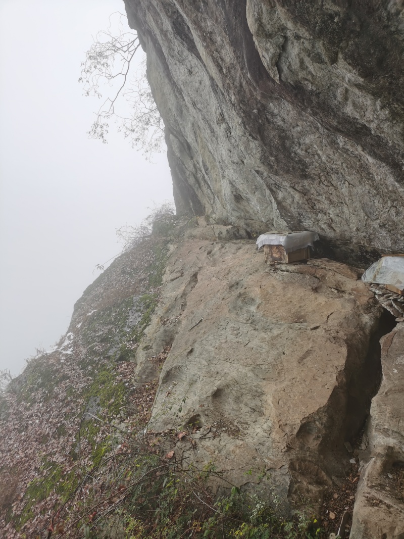 正宗野生土蜂蜜