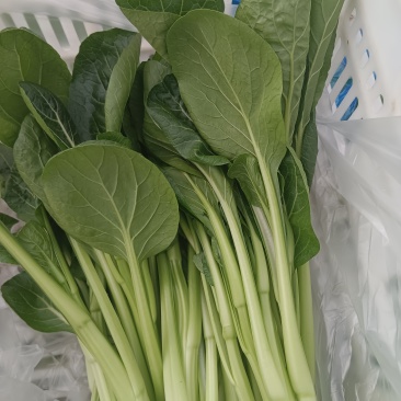 自产自销，便宜甩卖，本人专业种植广东菜心，长年不缺货