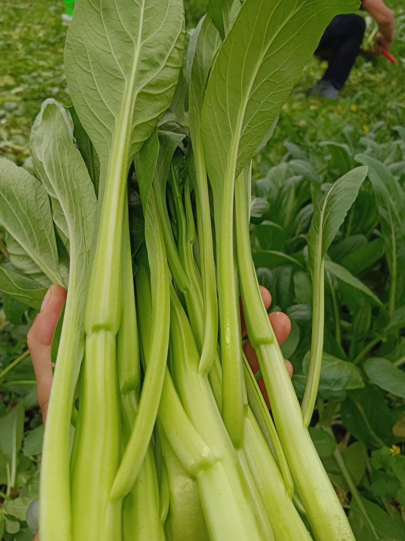 自产自销，便宜甩卖，本人专业种植广东菜心，长年不缺货